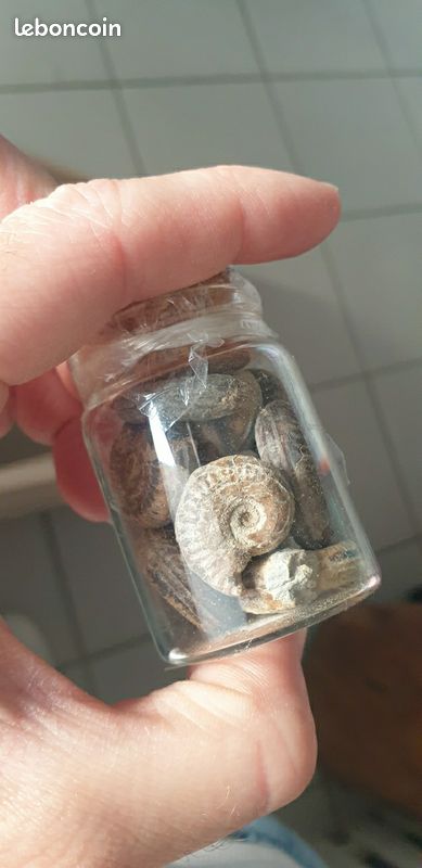 Fiole ammonites 2 (image 4)