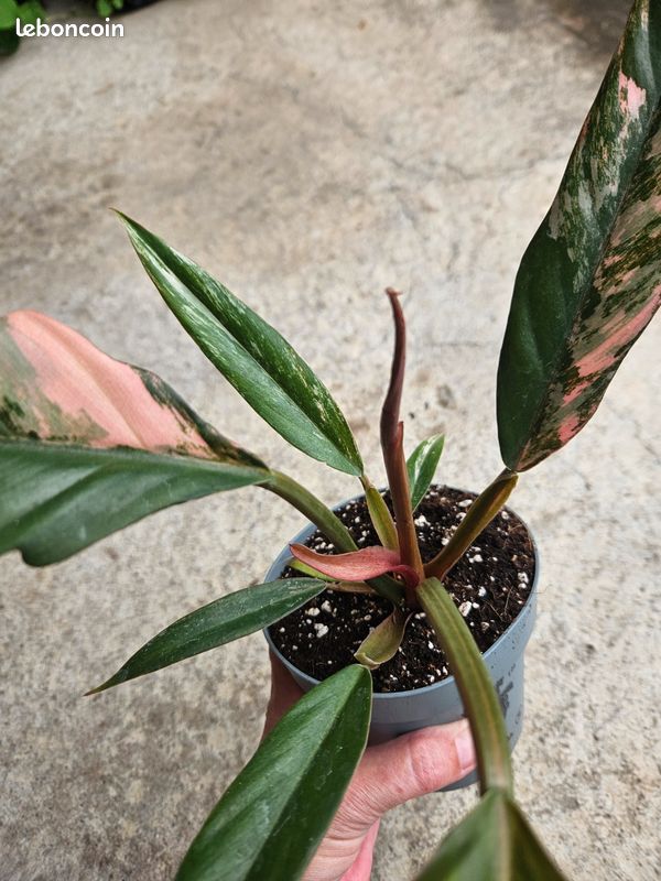 Philodendron caramel marble pink variegata - Jardin & Plantes