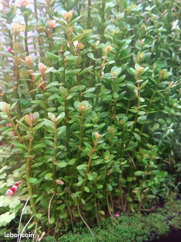 Rotala indica bonsaï (image 1)