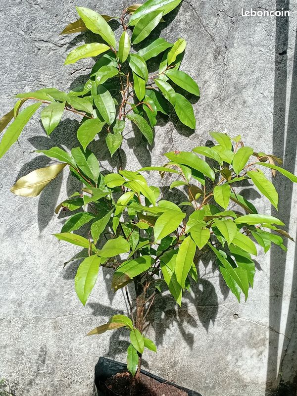 Arbres fruitiers (image 5)