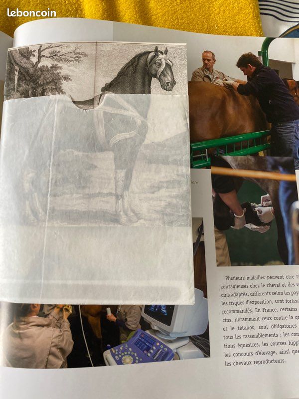 Livre connaître le cheval et aimer l’équitation édition. Ouest France (image 7)