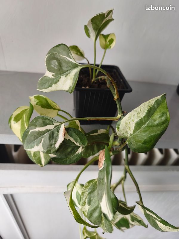 Plante pothos n'joy epipremnum (image 2)