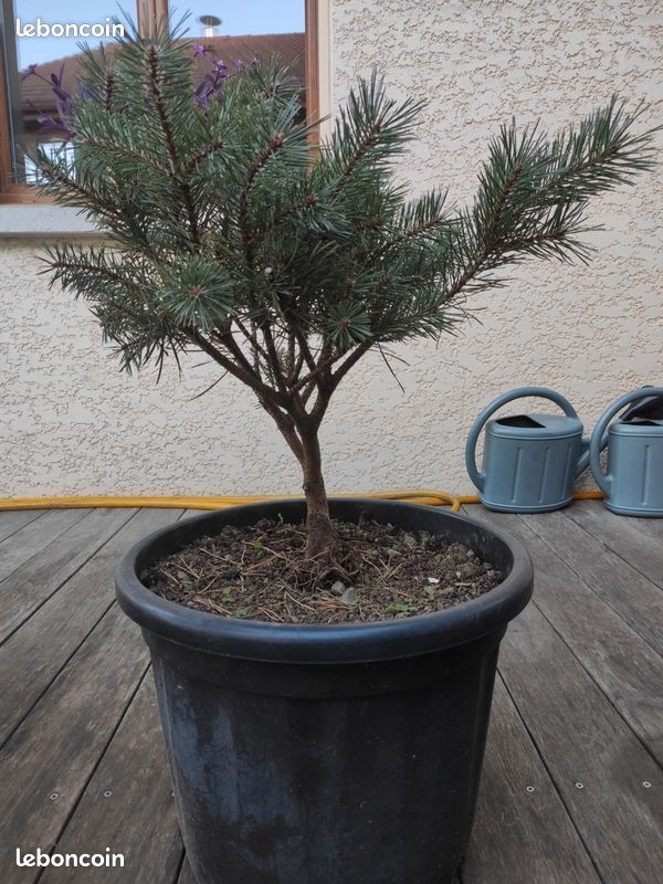 Pin sylvestre watereri (image 3)