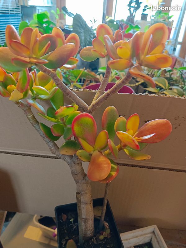 Plante grasse (image 3)