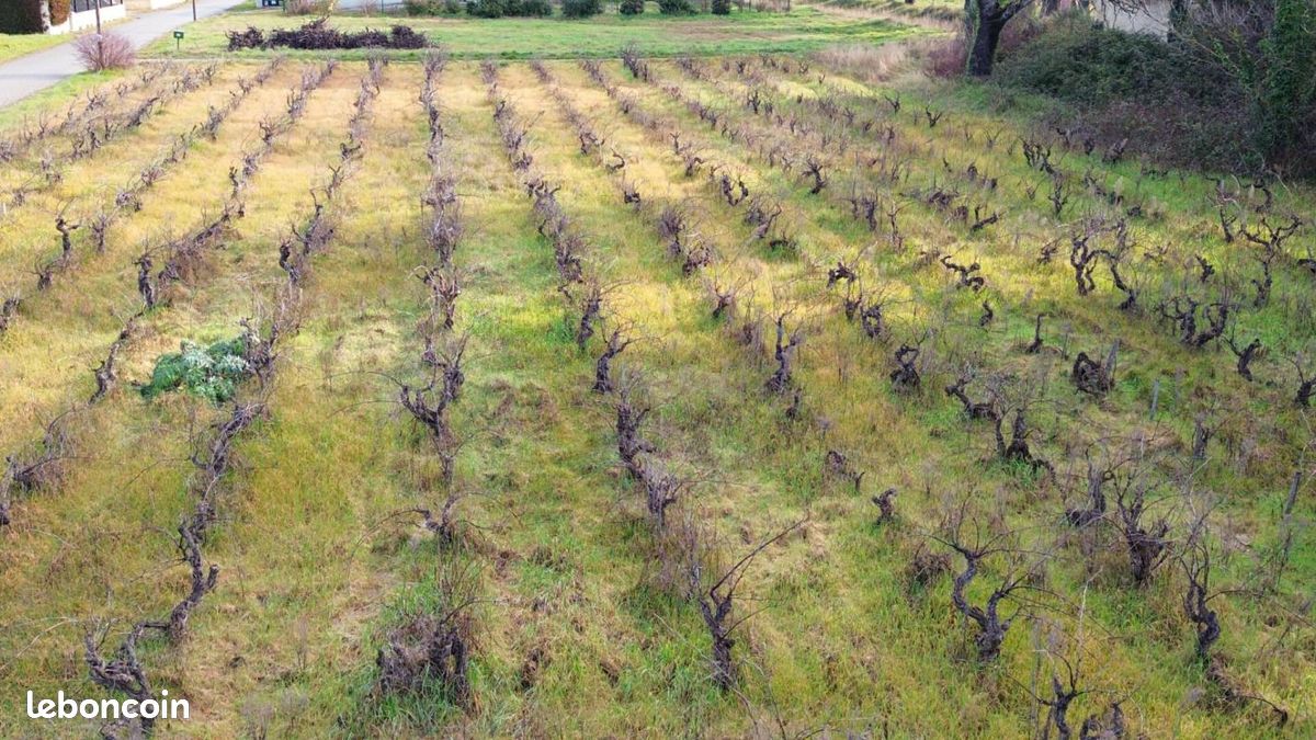 Terrain 591 m² Sainte Cecile Les Vignes · à Sainte-Cécile-les-Vignes · 117 000 €