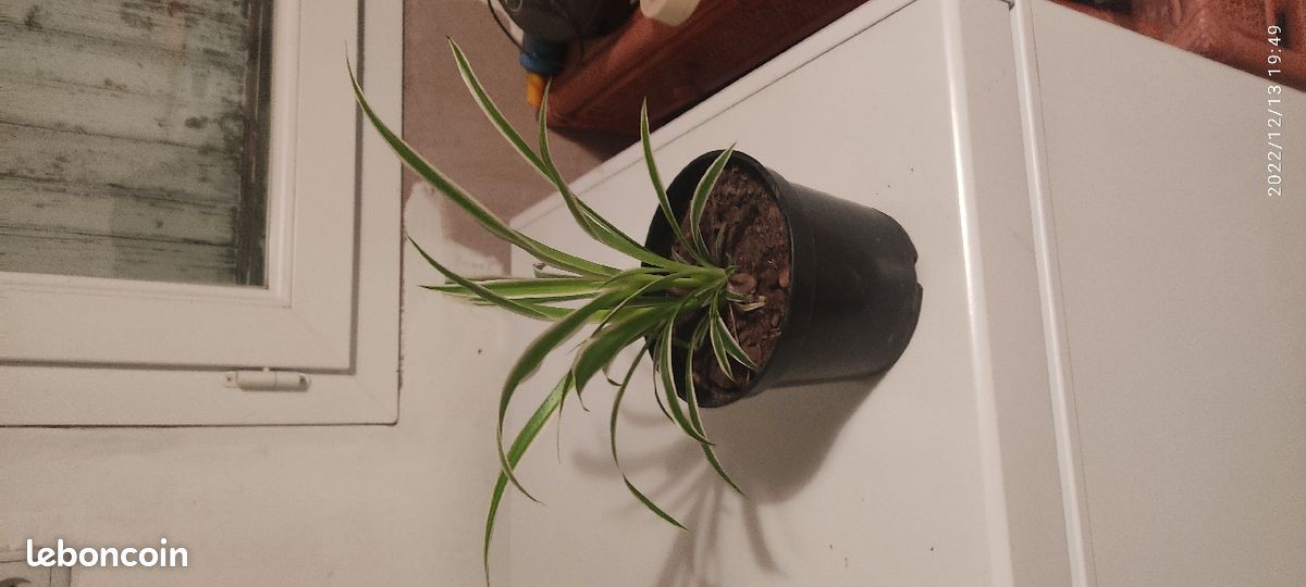 Plante d'intérieur (image 2)