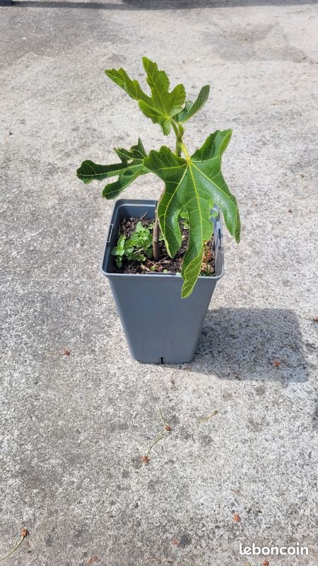Plant de figuier (image 1)