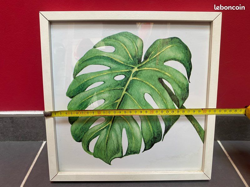 Cadres plantes exotiques (image 3)