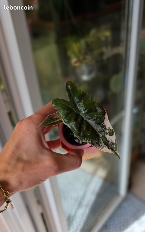 Alocasia pseudo sanderiana pink variegata (image 1)