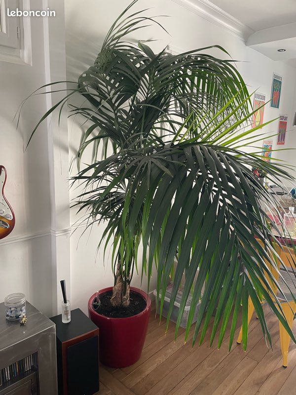 monstera piccolo Discover the Peperomia 'Piccolo Banda' baby