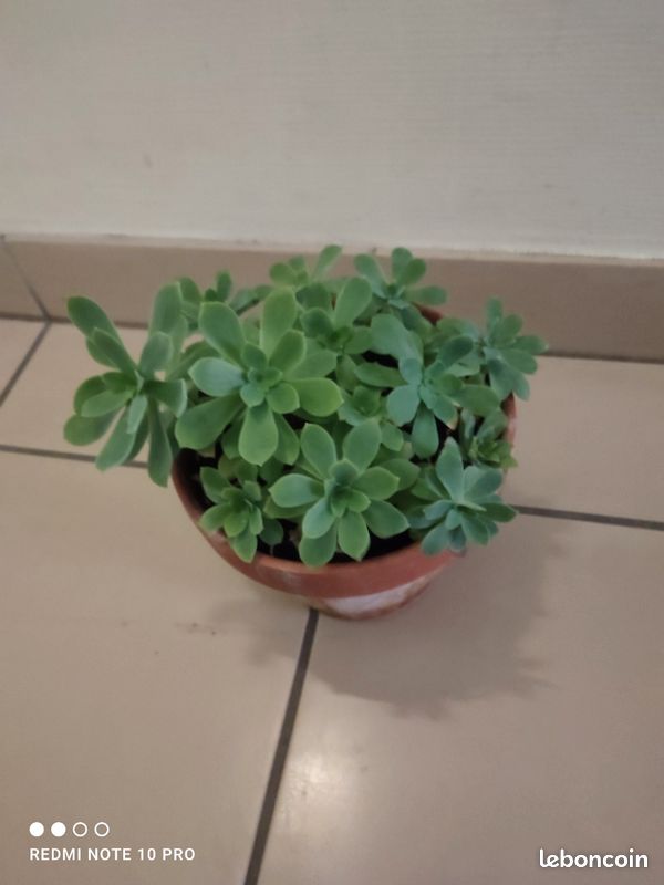 Plantes , aptenia cordifolia, sedum palmeri, sedum burrito (image 2)