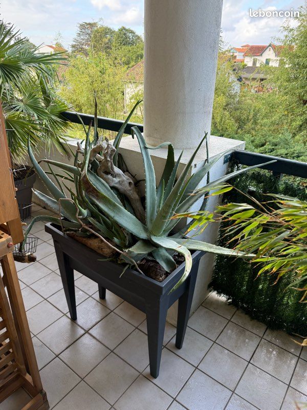 Plante pour terrasse les 4 jardinière (image 3)