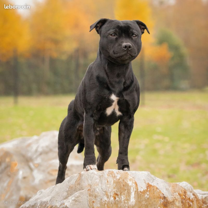 Saillie Staffordshire Bull Terrier (image 1)