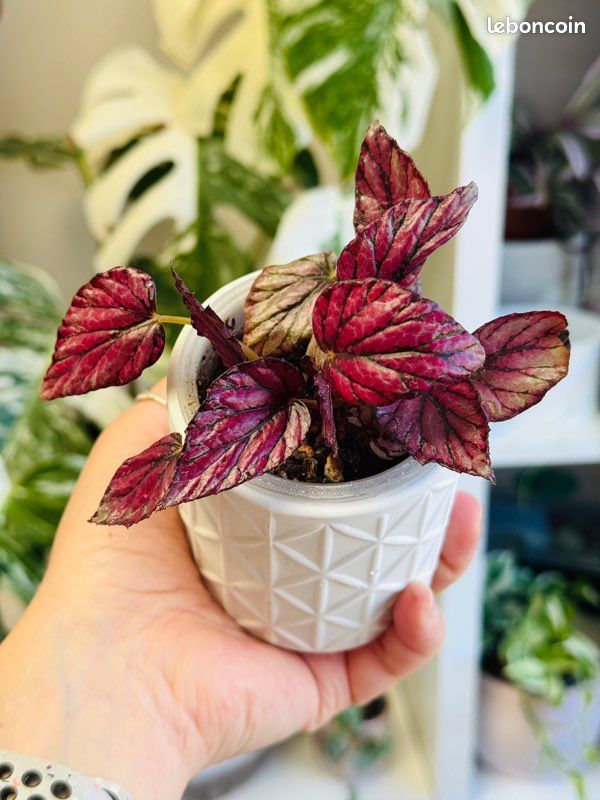 Plante d’intérieur : Begonia rex Hugh McLaughlin (image 1)