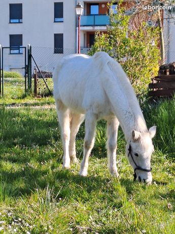 Vendez et achetez votre matériel d'équitation Neuf ou d