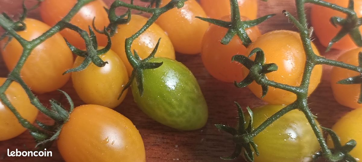 Graines de T🍅 MATES anciennes (image 4)