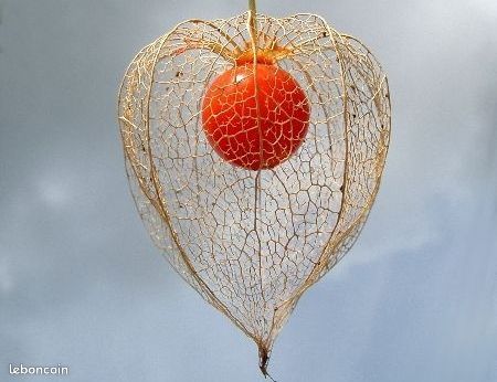Amour en cage et autres plants