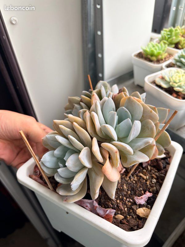 Echeveria Schert (Xue Te), (image 2)