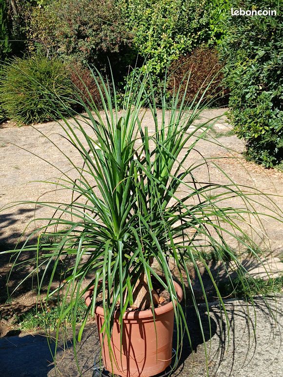 Beaucarnea recurvata (image 2)
