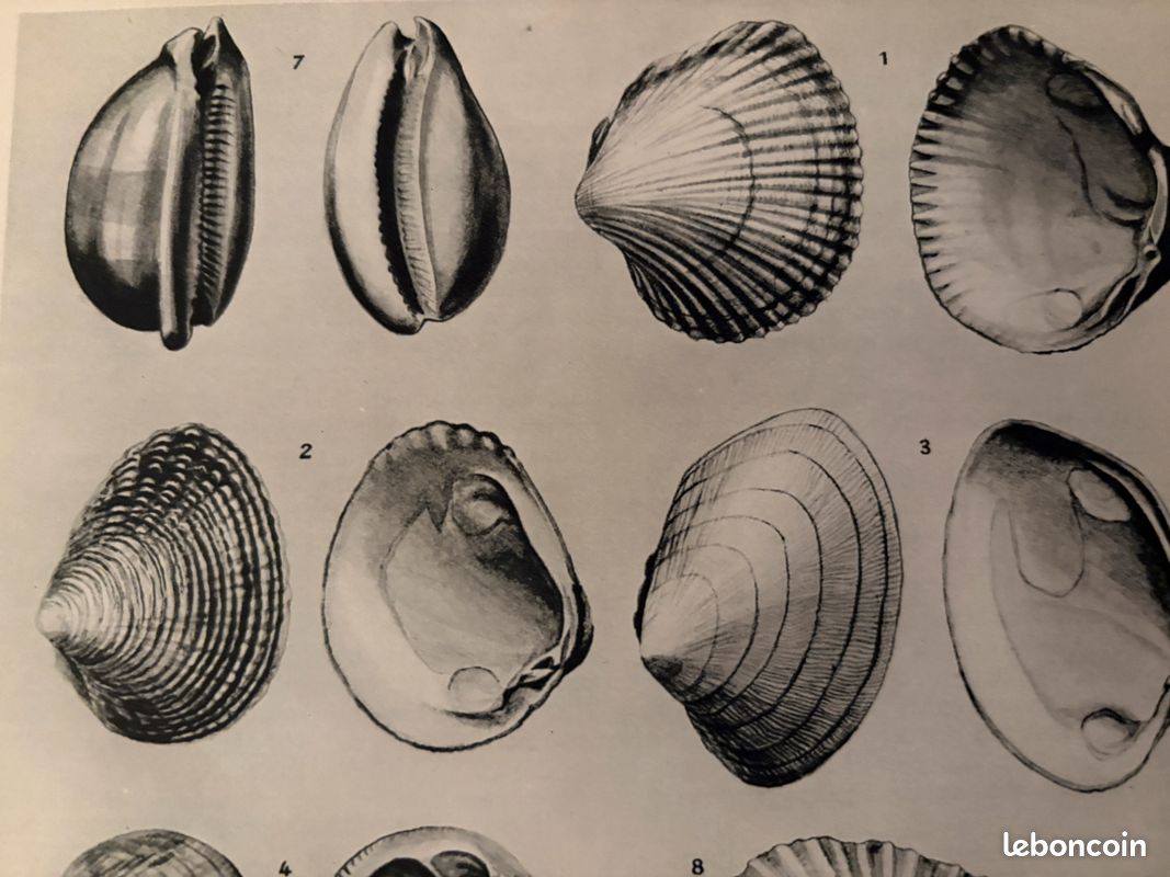 Articles populaires correspondant à coquillage ancien sur