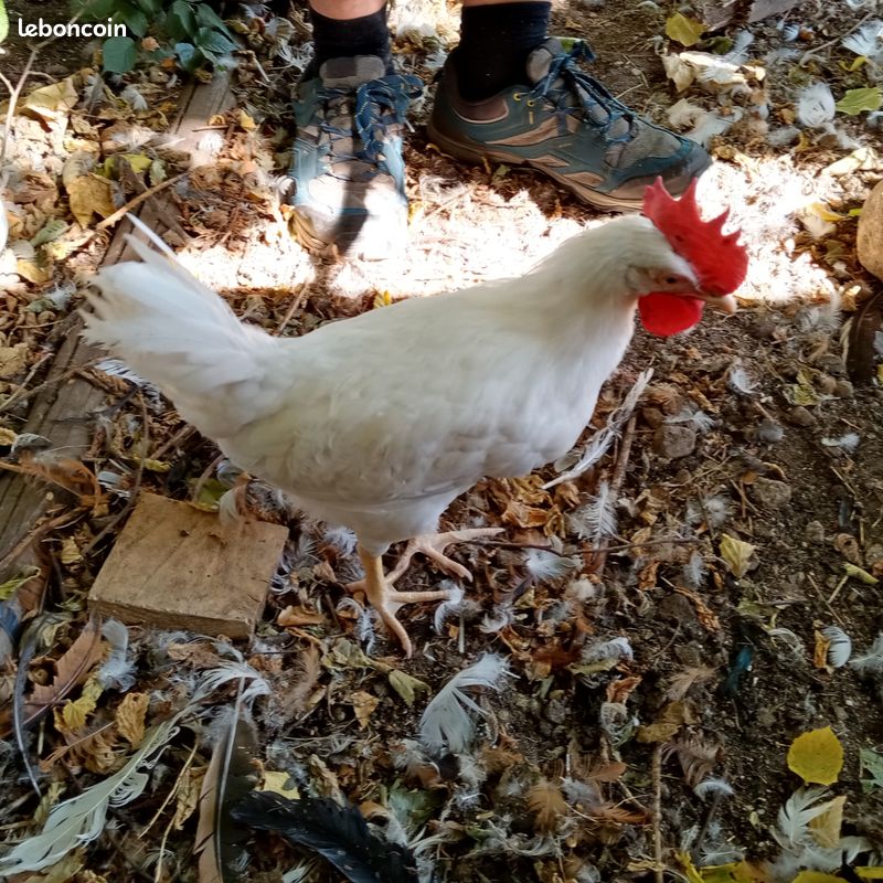 Coq leghorn (image 2)