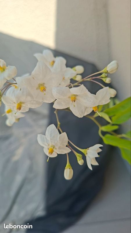 Solanum à fleurs de jasmin (image 1)