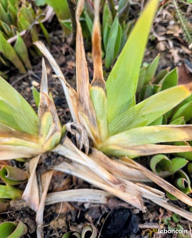 Fleur IRIS (image 5)