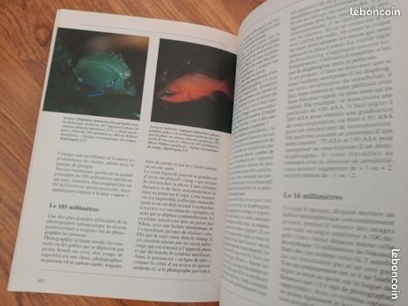 Cours de photographie sous marine (image 4)