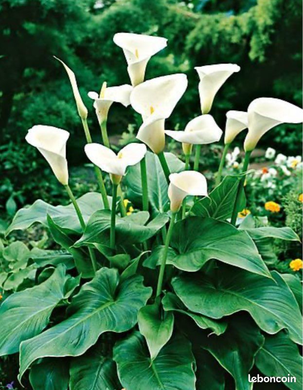 Arum (image 1)