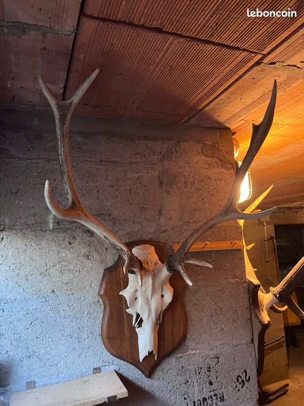 2 cornes bois de cerf pour coucou forêt noire chasseur tête