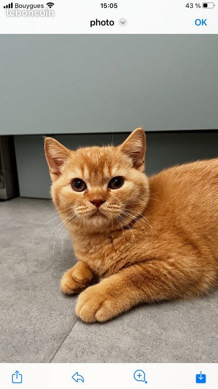 Chaton British Shorthair (image 1)