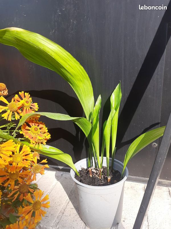 Aspidistra eliator (image 2)
