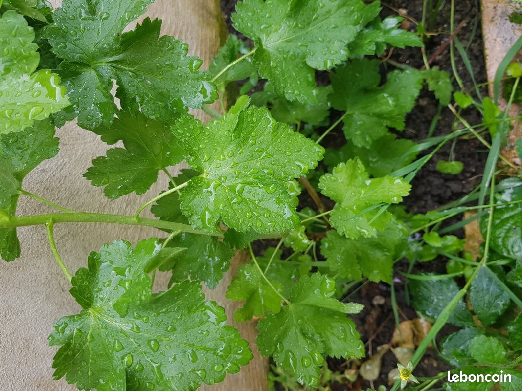 Pied de groseille à planter (image 1)