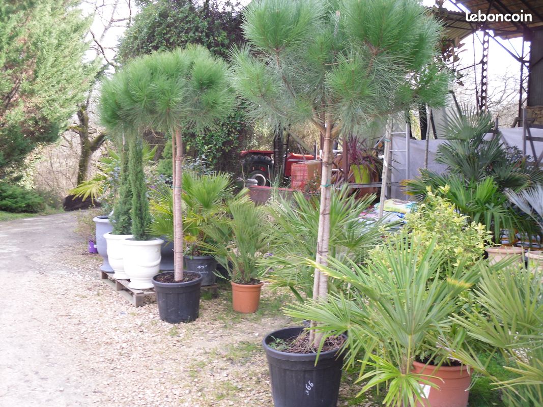 PIN PARASOL grand 119 euros /CYPRES TOTEM 25 e / BOULEAU, STATUES en pierre (image 1)