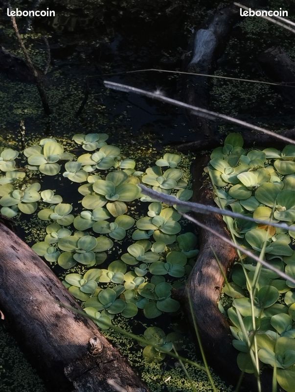 Pistia, laitue d'eau (image 2)