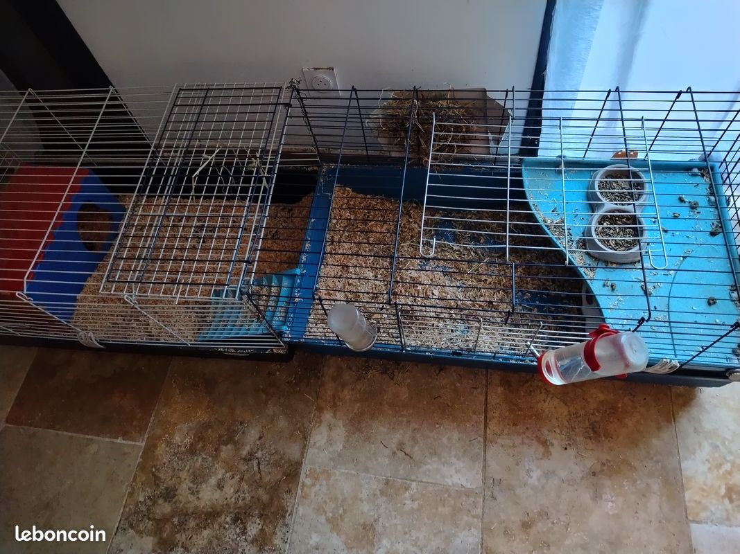 Donne 3 cochons d'Inde + cage (image 3)