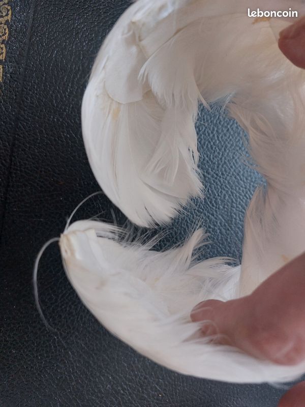 Entourage de chignon en plume (image 4)