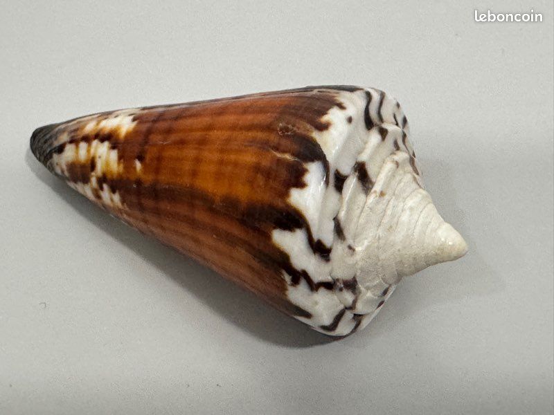 Coquillage de collection Strategoconus generalis ? 6,4 cm , vintage années 70 , excellent état (image 4)