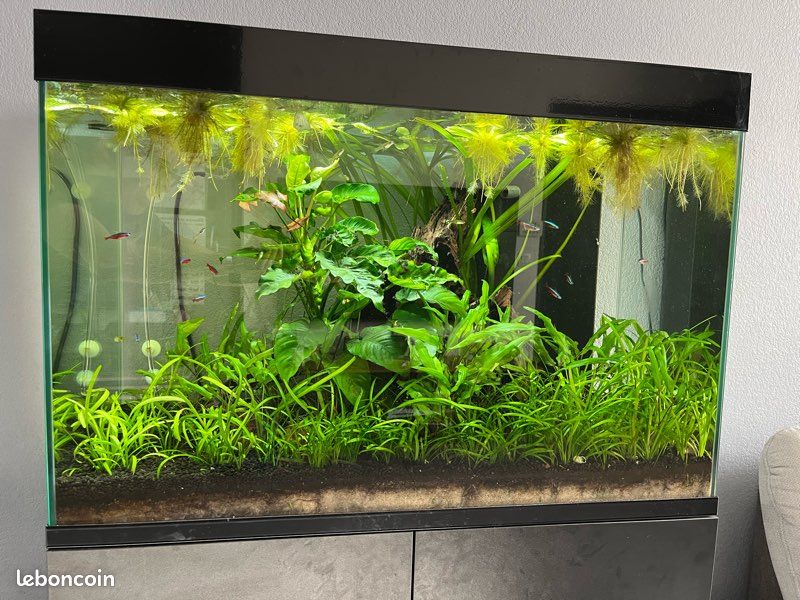 Aquarium Ciano pro 100 de 201 litres (image 2)