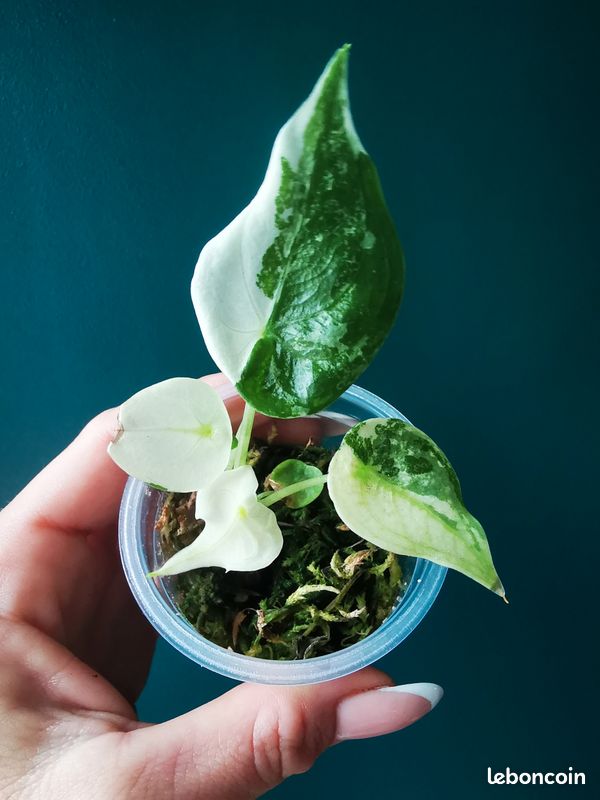 crassula perforata variegata Crassula perforata variegata 