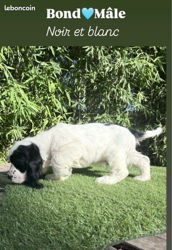 Chiot cocker anglais lof (image 3)