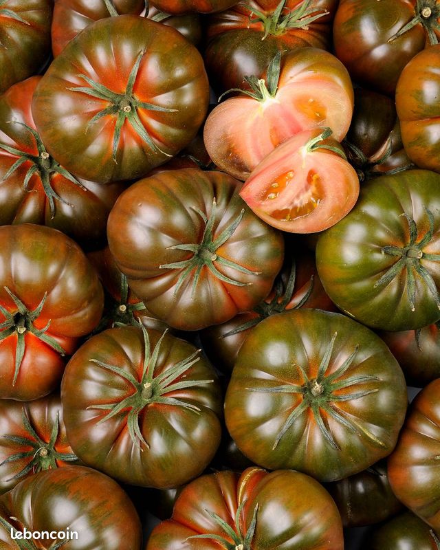 Plants de tomate Noire de Crimee (image 1)