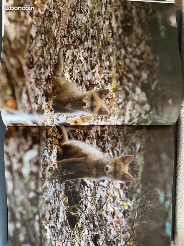 Livre Le Renard (image 4)