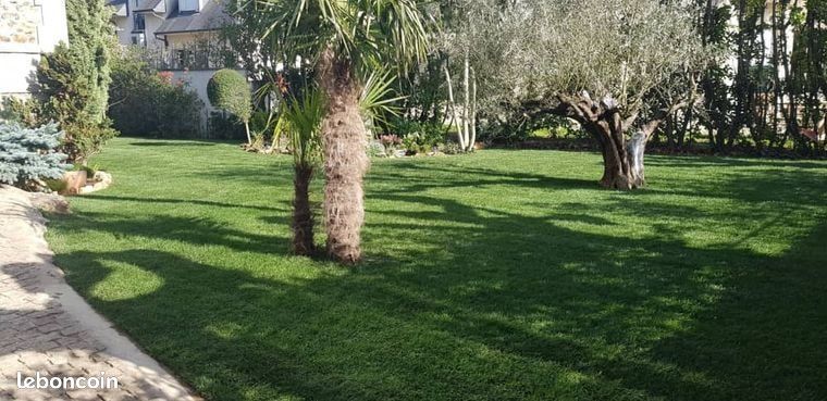 Gazon naturel 🚨 Gazon fin (image 2)