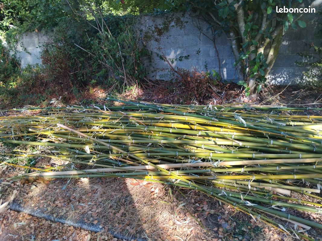 Bambous (image 1)