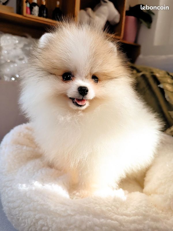 🐻🌼 Petite Loulou de Poméranie Type Ourson (image 1)