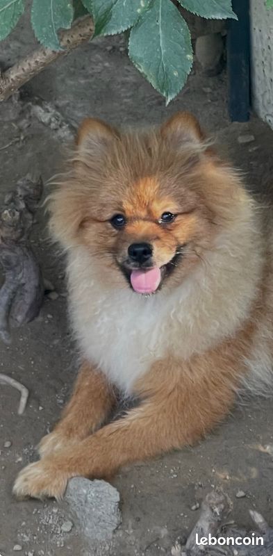 Spitz (image 2)