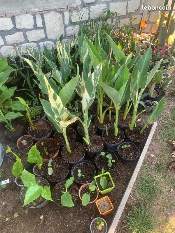 Plantes exotiques (image 2)
