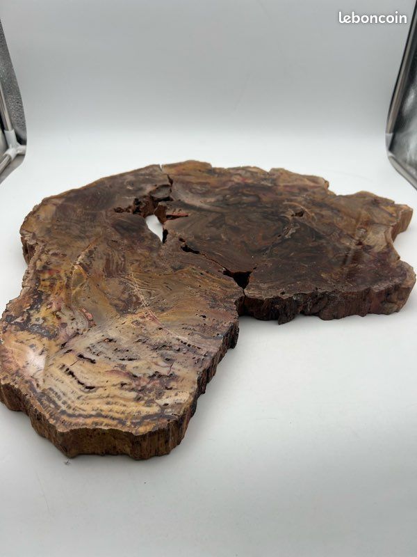 Tranche de Bois fossilisé en deux partie (image 1)