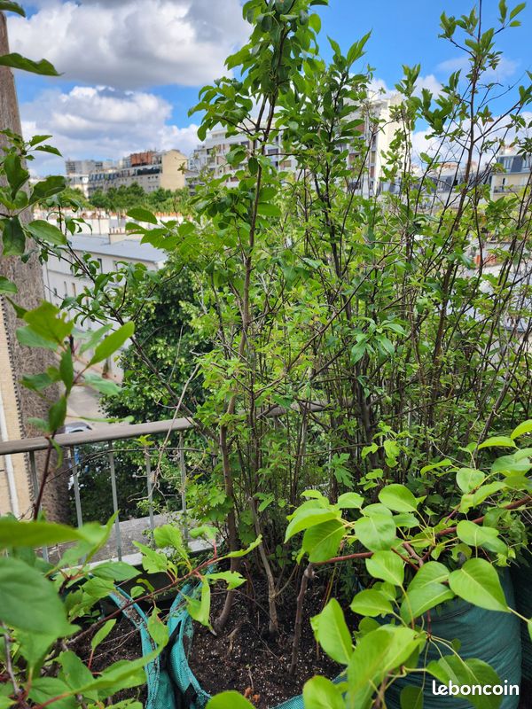 Arbres fruitiers et plantes aromatiques dont verveine citronnelle et sauge ananas de 10 à 40 en fonction de la taille (image 5)